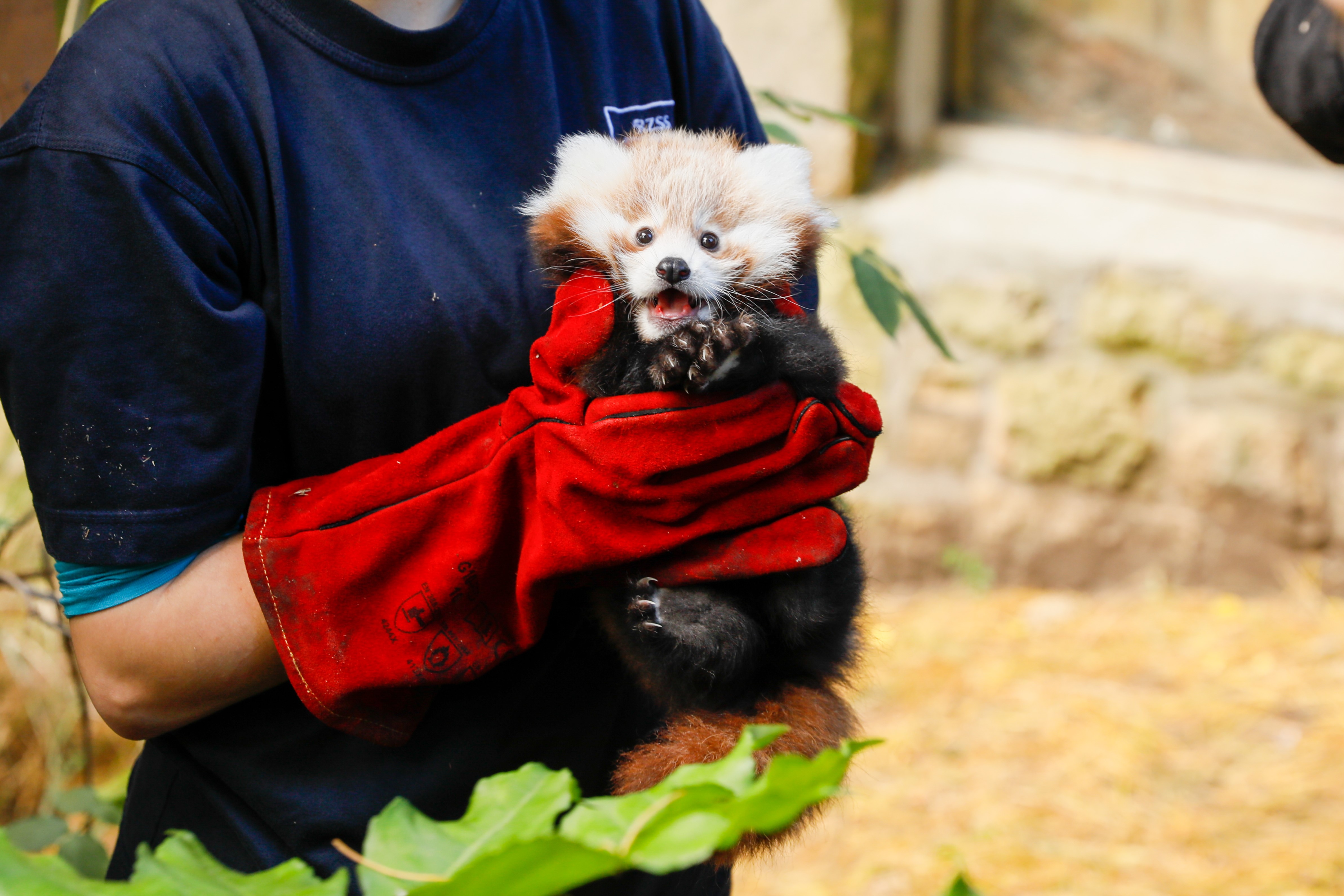 Red panda kit receiving health check IMAGE RLF 2024